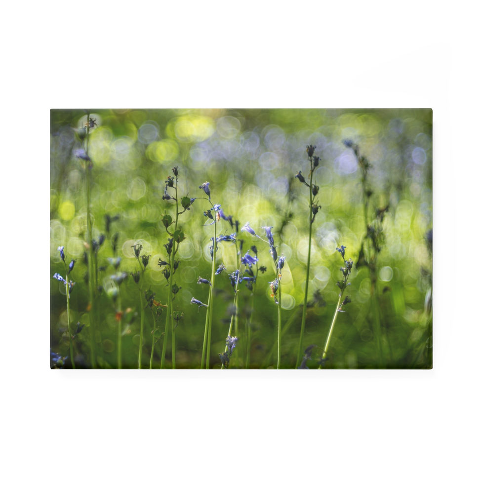 Thumbnail: Bluebells Magnet | Laughton Woods East Sussex | Floral Nature Photo Decor