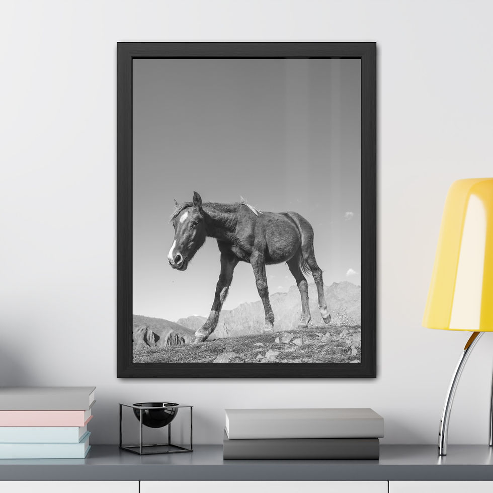Thumbnail: Black and white foal walking on rugged mountain terrain under clear sky.