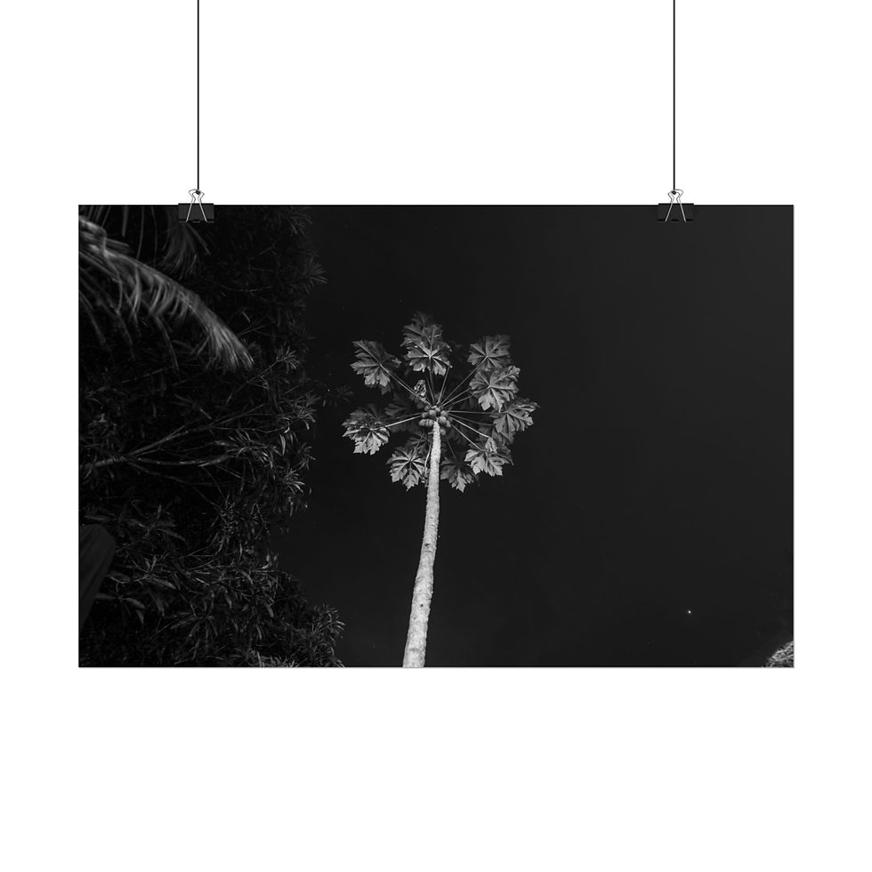 Thumbnail: Monochrome tall tree silhouetted against dark night sky.