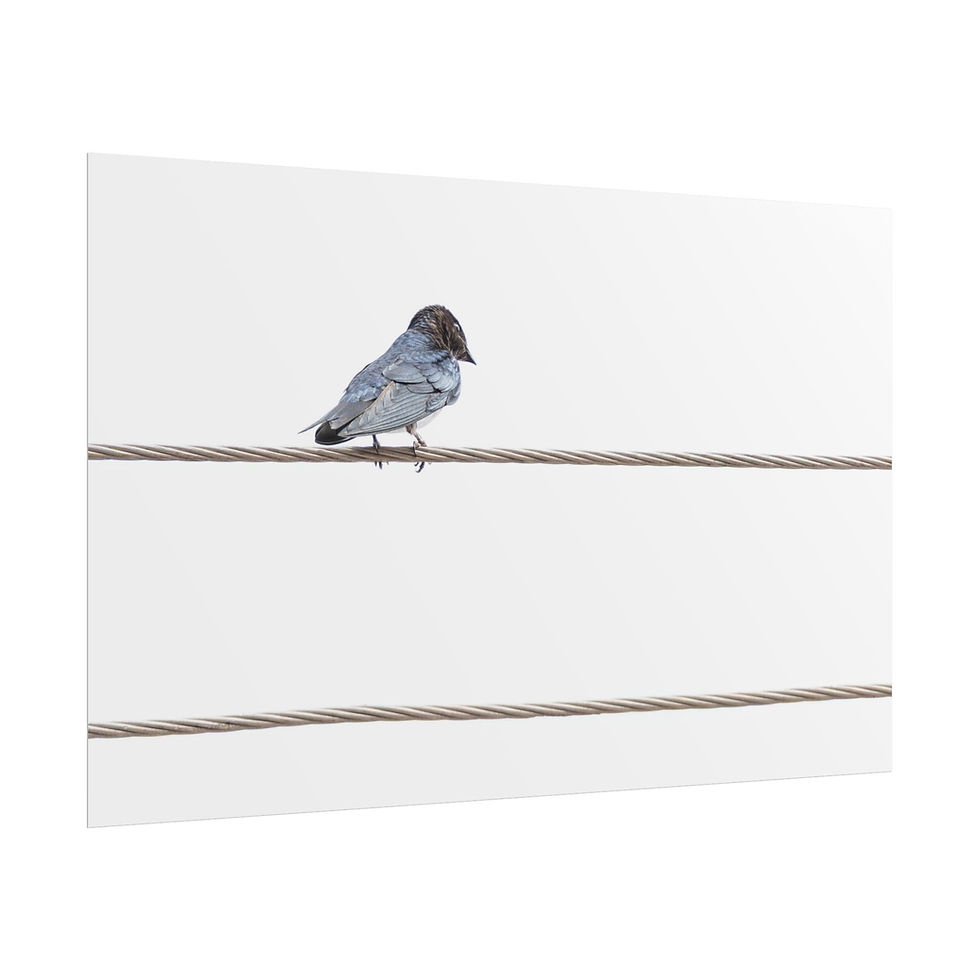 Thumbnail: Grey-Breasted Martin bird perched on a wire against a plain white background.