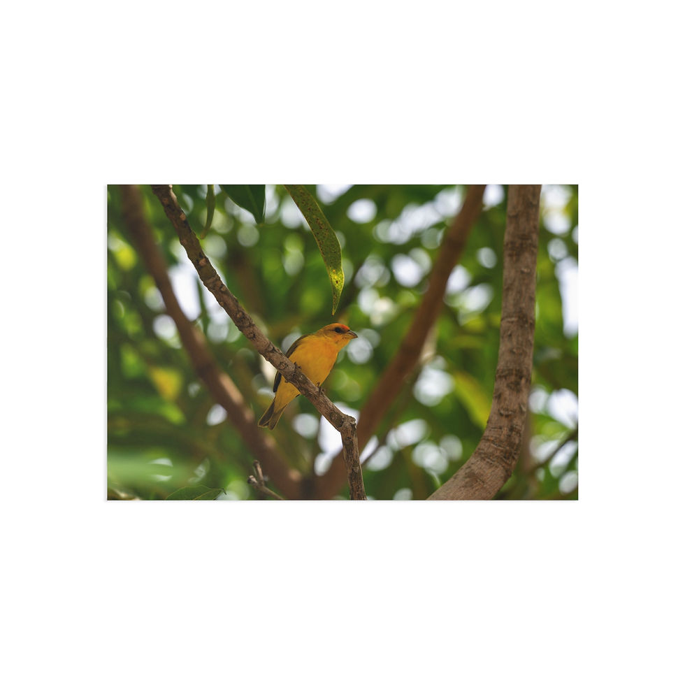 Thumbnail: Fine Art Postcards | Orange-Fronted Yellow-Finch | Tropical Decor