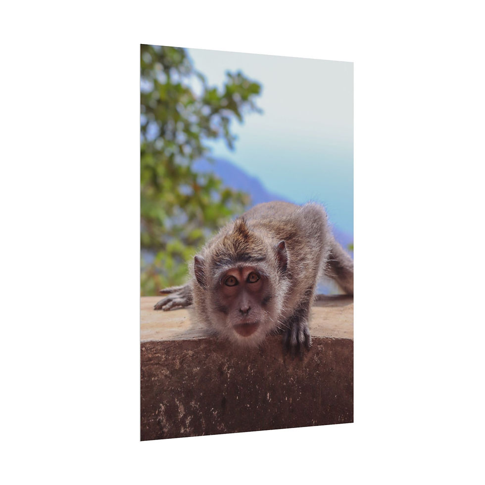 Thumbnail: Crouching monkey with intense gaze on concrete ledge, blurry background.