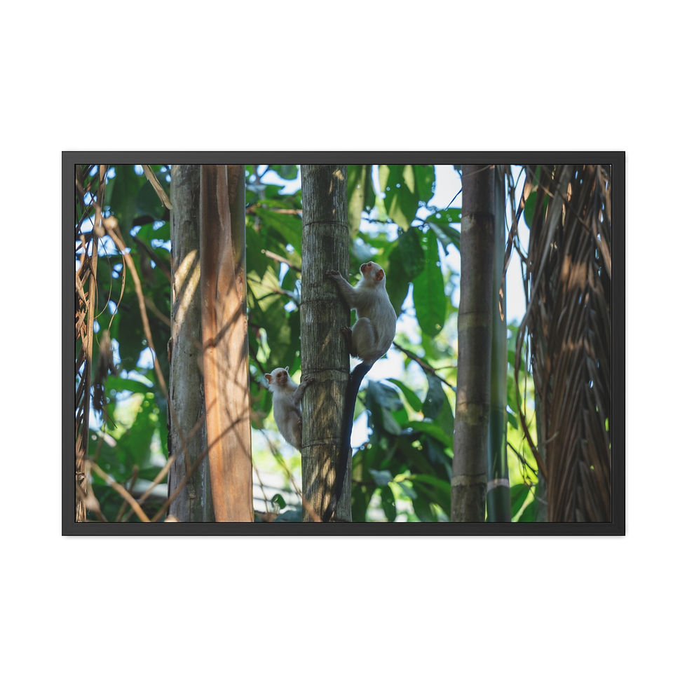 Thumbnail: Two small monkeys climbing sunlit trees in a dense green forest.
