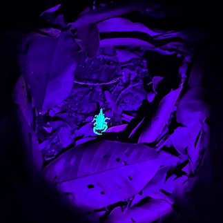 Bioluminescent Scorpion in the Amazon Rainforest, Brazil.