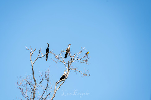 Birds perched on a leafless tree against a clear blue sky. The tree hosts three dark birds and one small yellow bird, creating a serene scene.