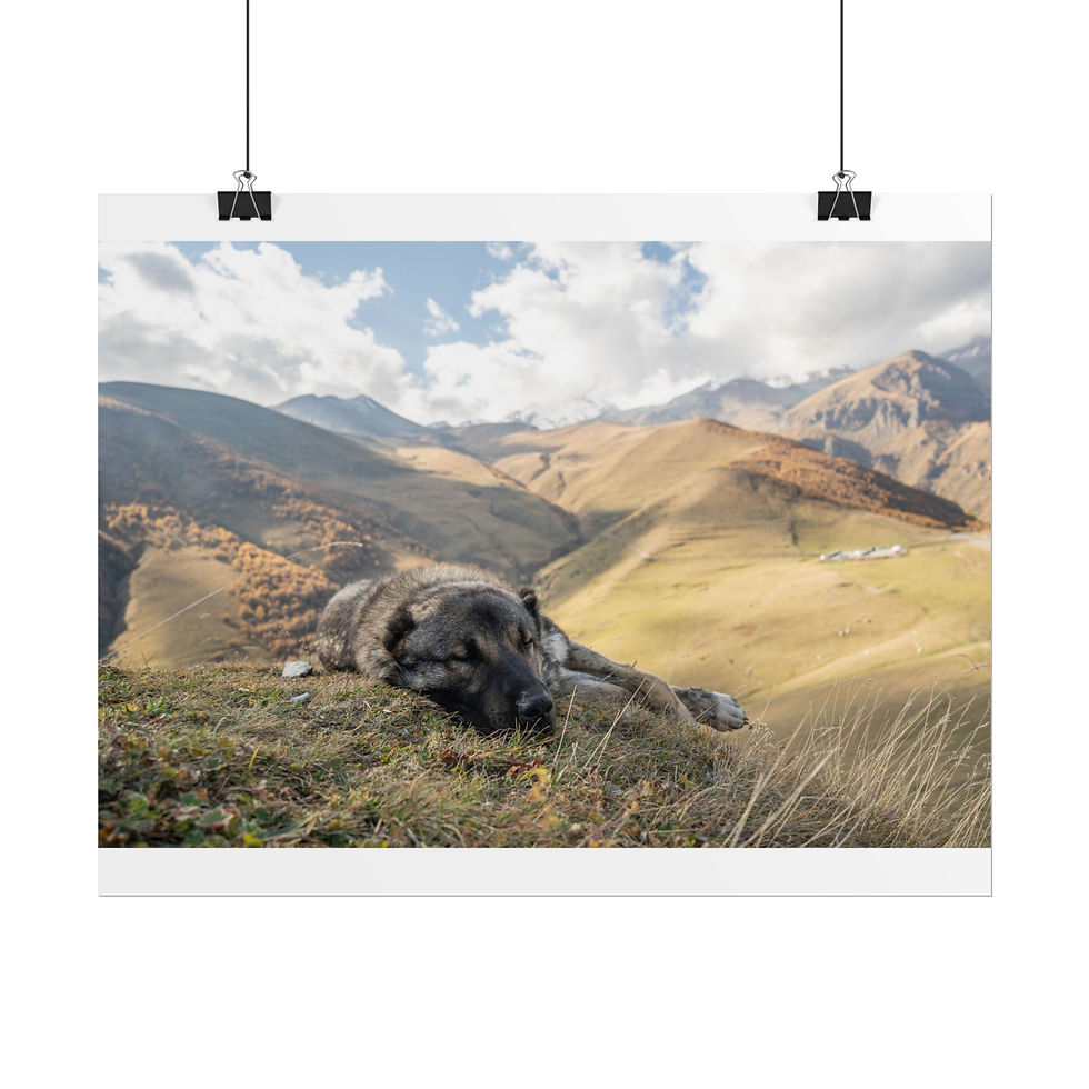 Thumbnail: Large dog sleeping on a grassy mountain, golden hills, cloudy sky.