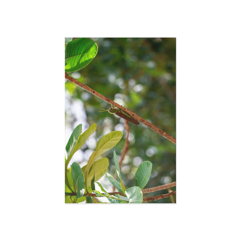 Thumbnail: Fine Art Postcards | Amazon Rainforest Grasshopper - Wildlife Themed Card