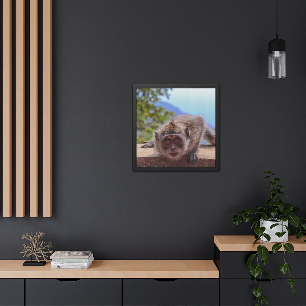Thumbnail: Framed print of a macaque monkey crouching, looking intently at the viewer.
