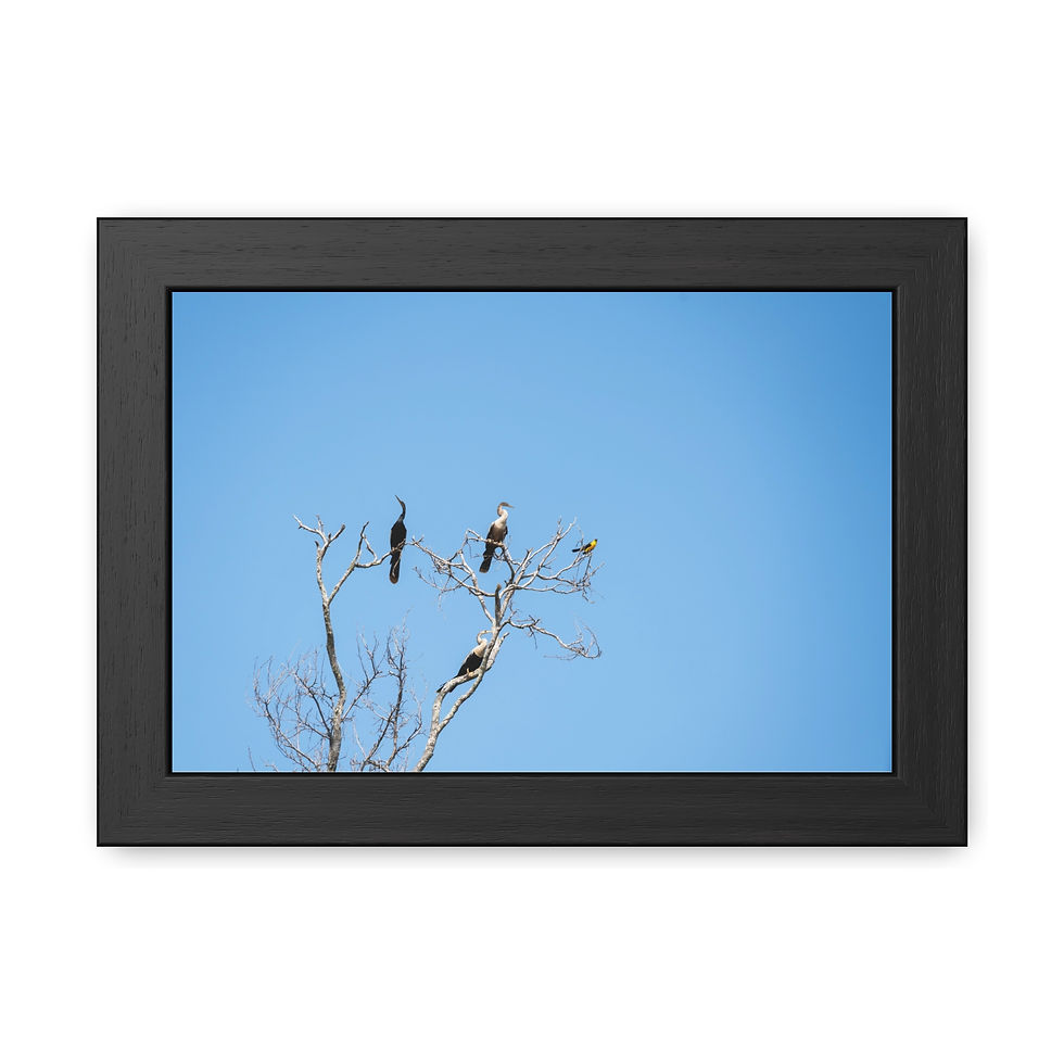 Thumbnail: Three birds perched on a bare tree against a clear blue sky, framed.
