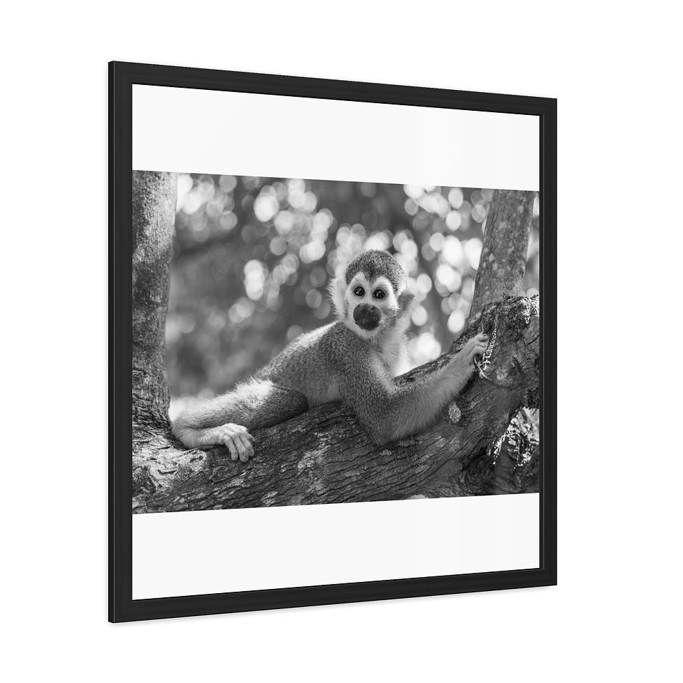 Thumbnail: Squirrel monkey resting on tree branch in black and white photo.