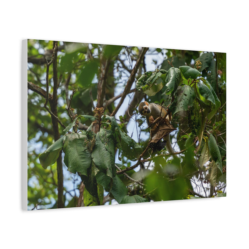Thumbnail: Cheeky squirrel monkey peering from dense Amazon jungle leaves.
