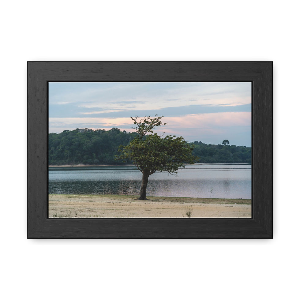 Thumbnail: Single tree on sandy riverbank, forest, cloudy sky at sunrise.