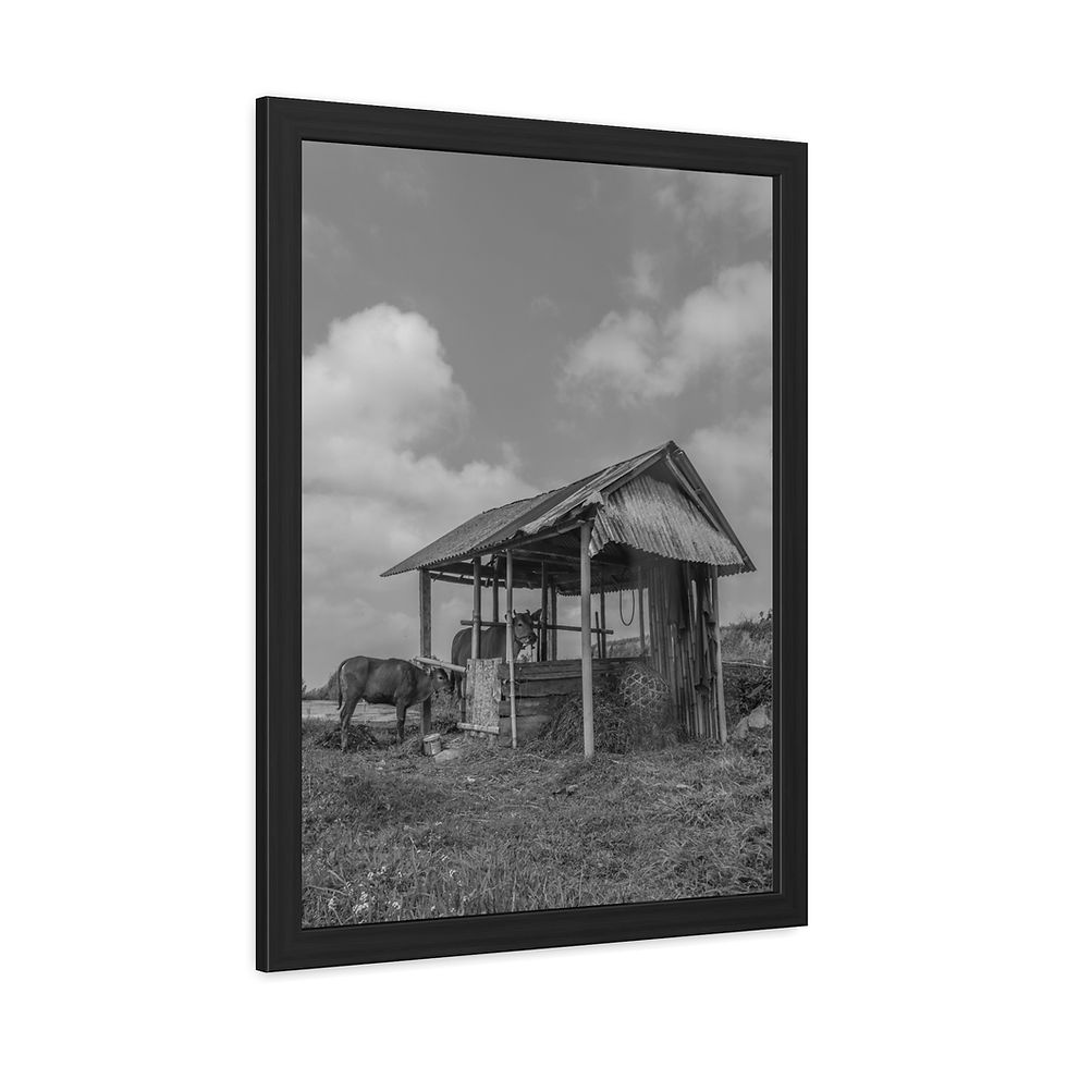 Thumbnail: Framed black and white photo of old shack, animal grazing, cloudy sky.