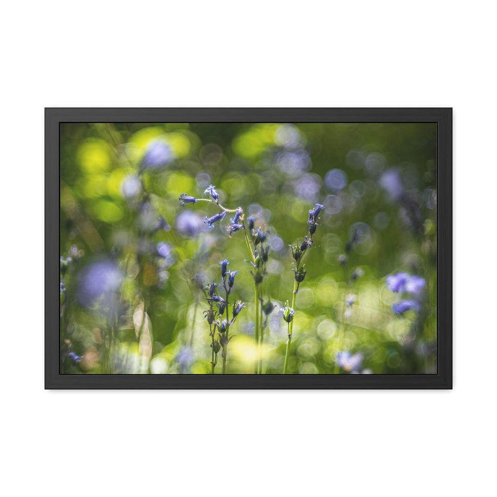 Thumbnail: Bluebells Framed Print | Laughton Woods East Sussex | Woodland Flower Wall Art