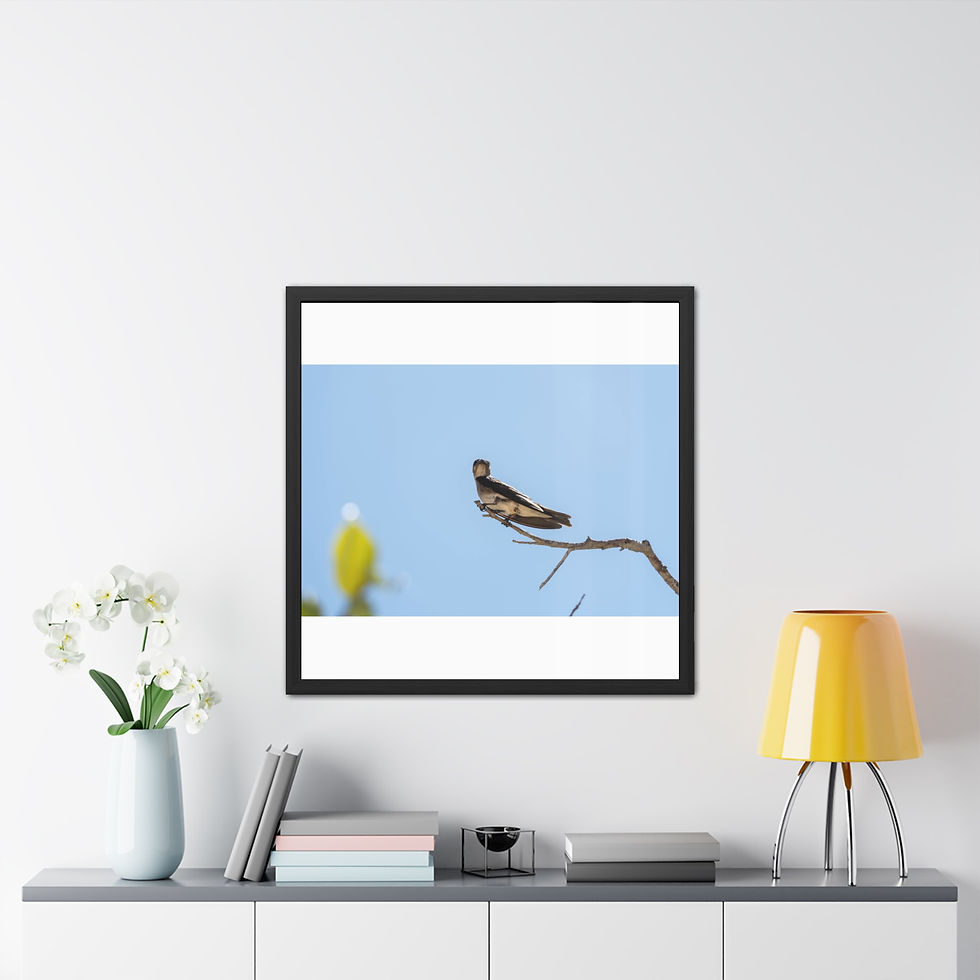 Thumbnail: Small grey-breasted martin bird perched on bare branch against blue sky.