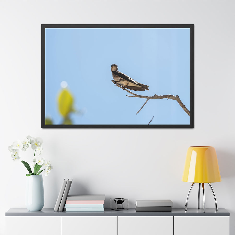 Thumbnail: Grey-breasted martin perched on branch. Framed Poster - Wildlife Wall Art.