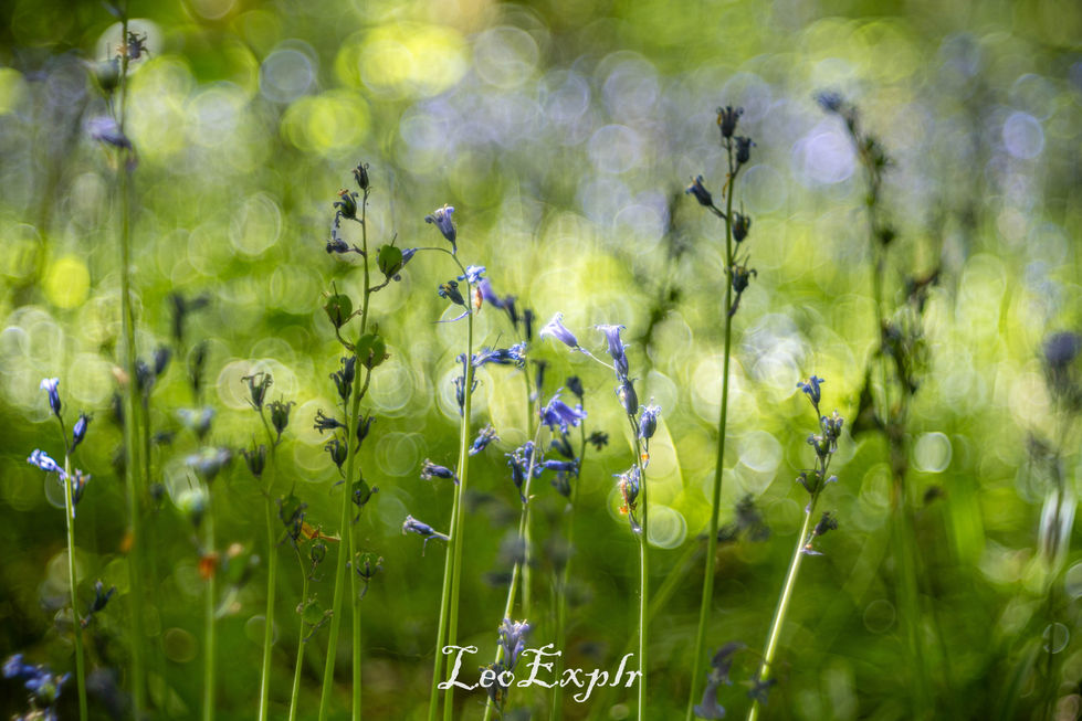 Soft-focus image of delicate bluebells against a lush green background, creating a dreamy and serene atmosphere with shimmering bokeh circles. Laughton Woods, East Sussex.
