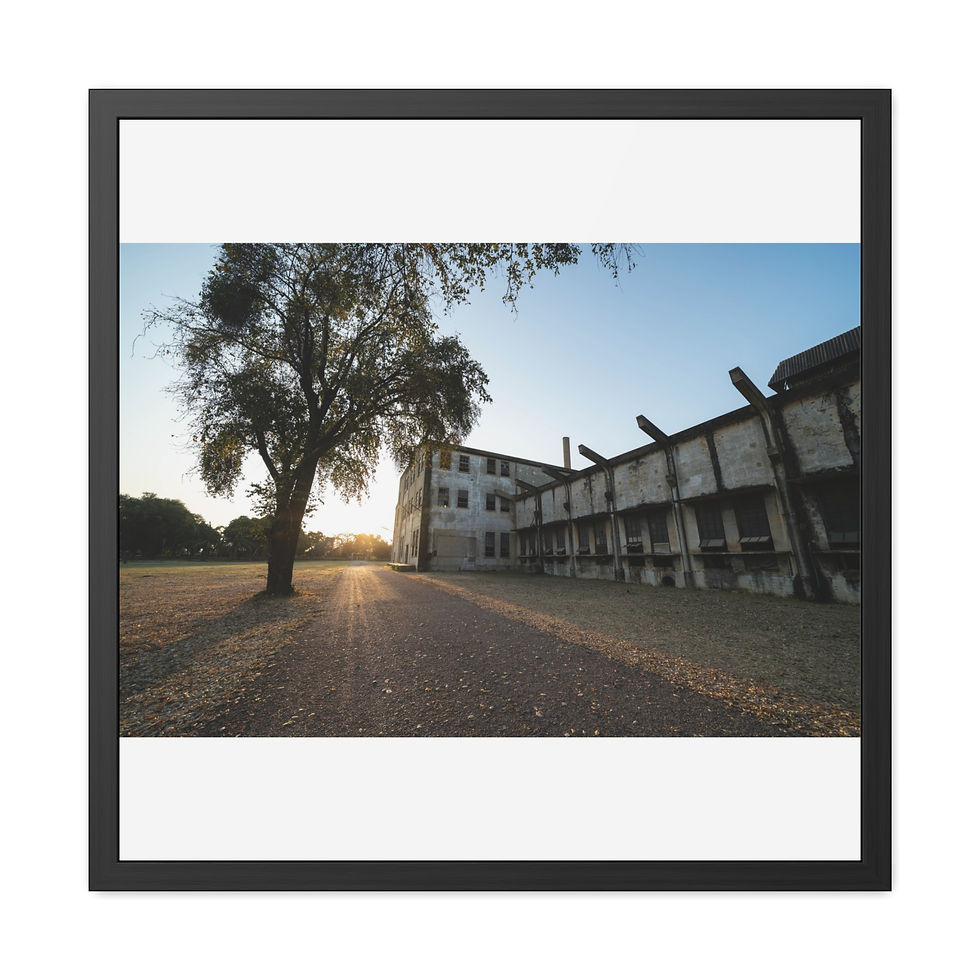 Thumbnail: Golden light rays illuminate large tree and old, weathered building.