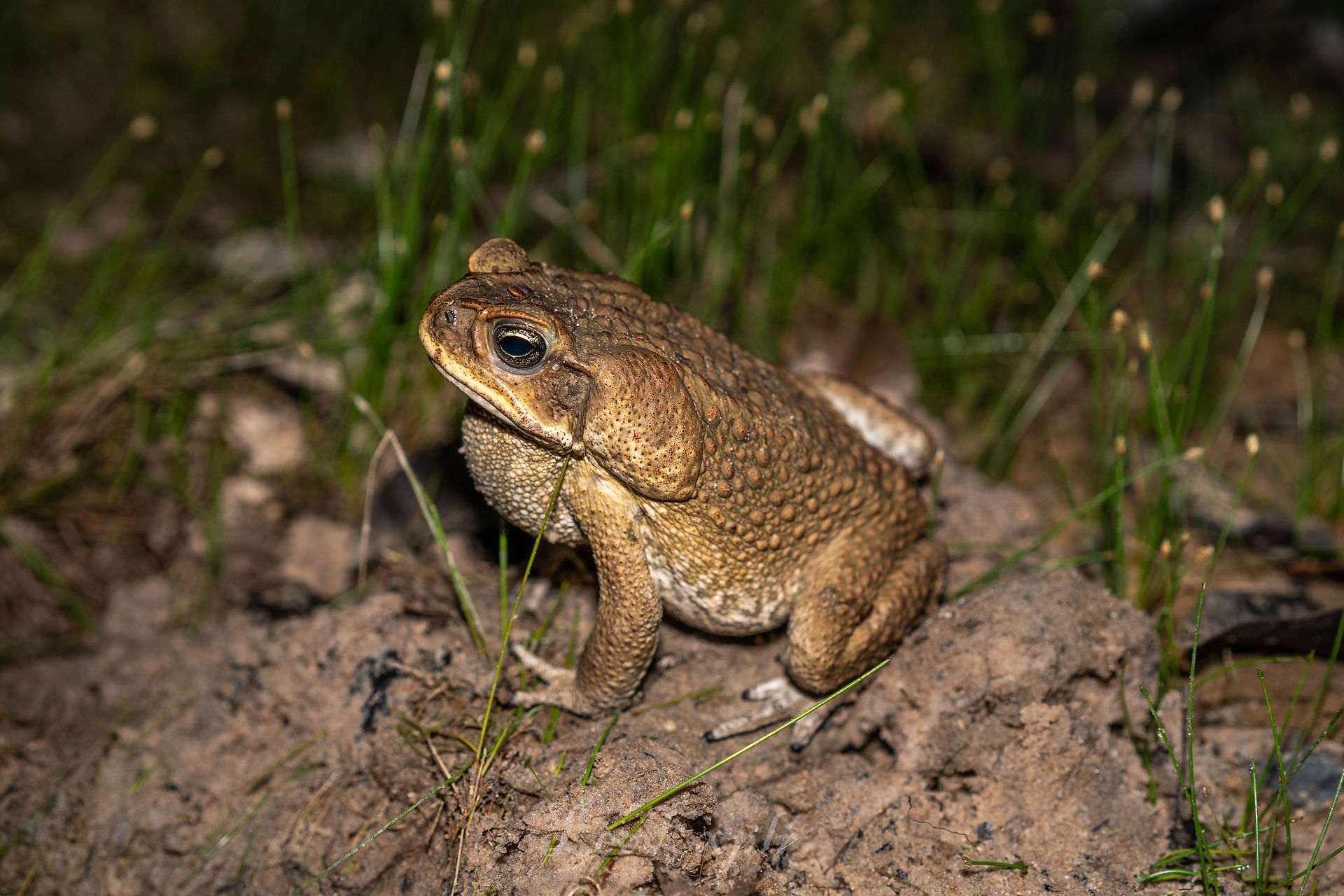A brown toad with bumpy skin sits on sandy soil, surrounded by sparse green grass. The setting is natural and earthy, evoking a calm tone.