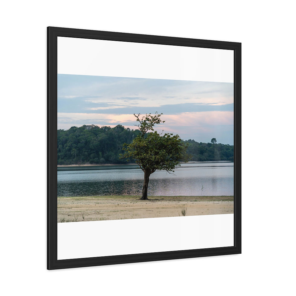 Thumbnail: Single tree by calm lake, dense forest, cloudy sky, black frame.