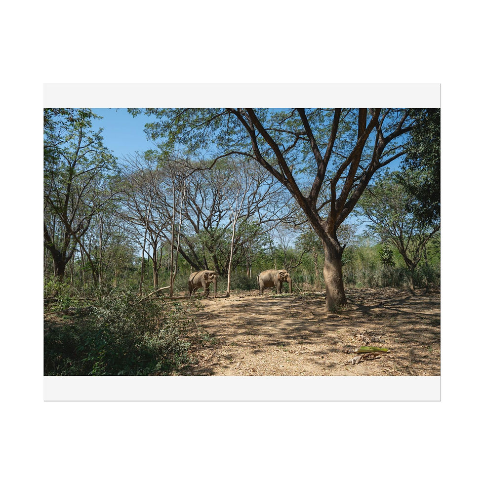 Thumbnail: Two elephants walking through a sparse, sun-drenched forest habitat.