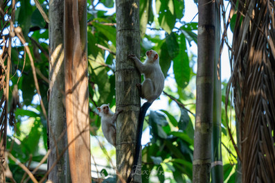 Two small Silvery Marmoset monkeys with long tails cling to bamboo trees in a lush forest. The scene conveys a sense of curiosity and playfulness. In the Amazon Rainforest, Brazil.