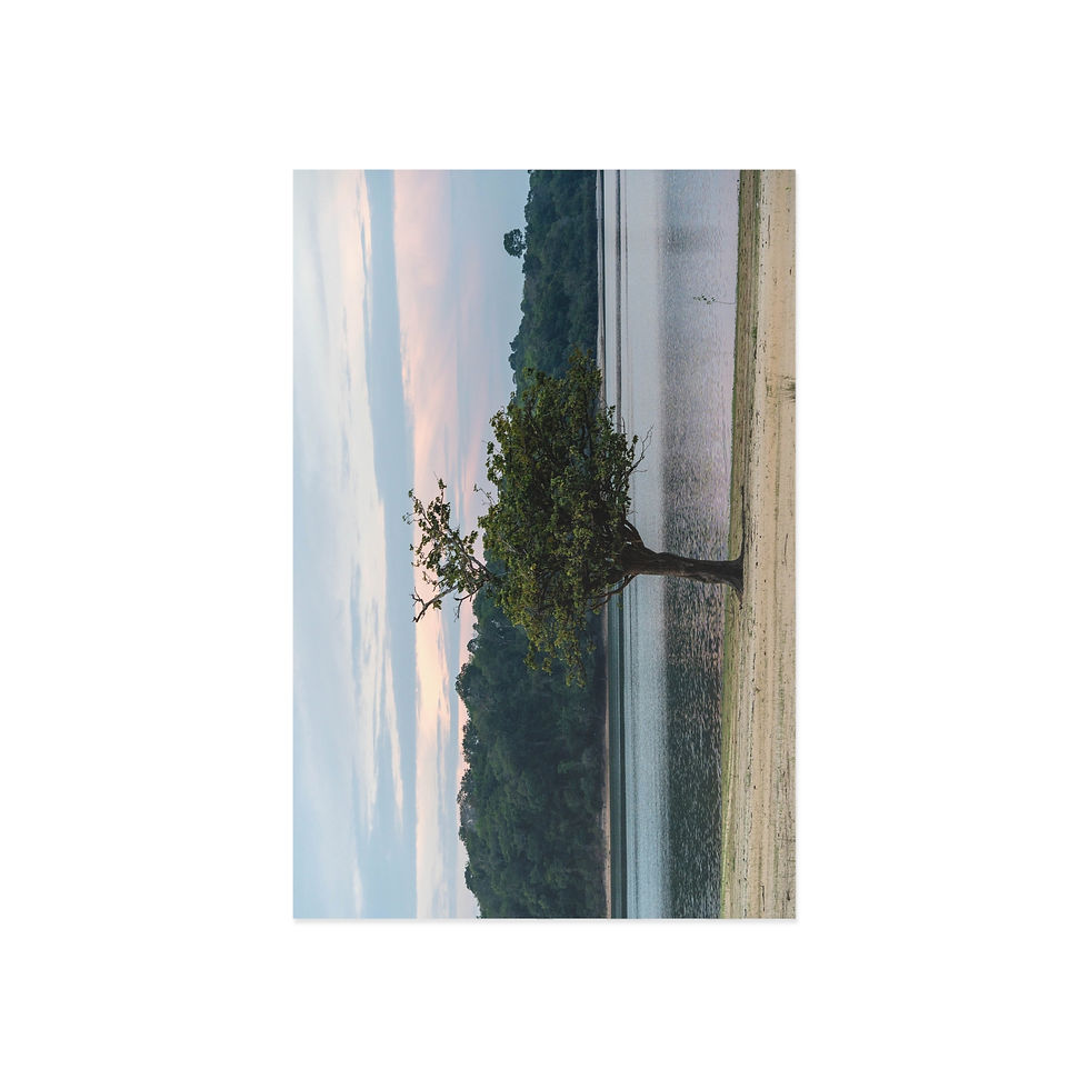 Thumbnail: Fine Art Postcards | Tapajós River Sunrise Tree on the Beach