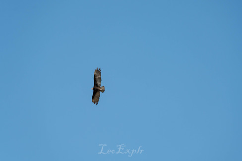 A solitary bird of prey soars gracefully against a vast, clear blue sky. Its wings are spread wide, capturing a sense of freedom and tranquility.