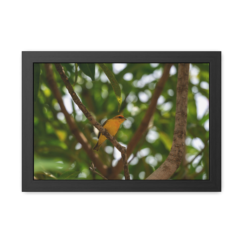 Thumbnail: Small yellow bird perched on tree branch among green foliage.
