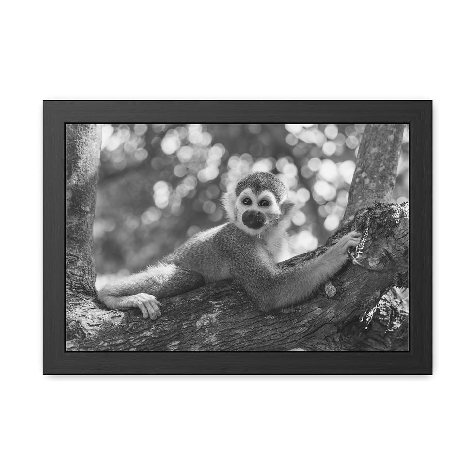 Thumbnail: Black and white squirrel monkey lying on tree branch, framed print.