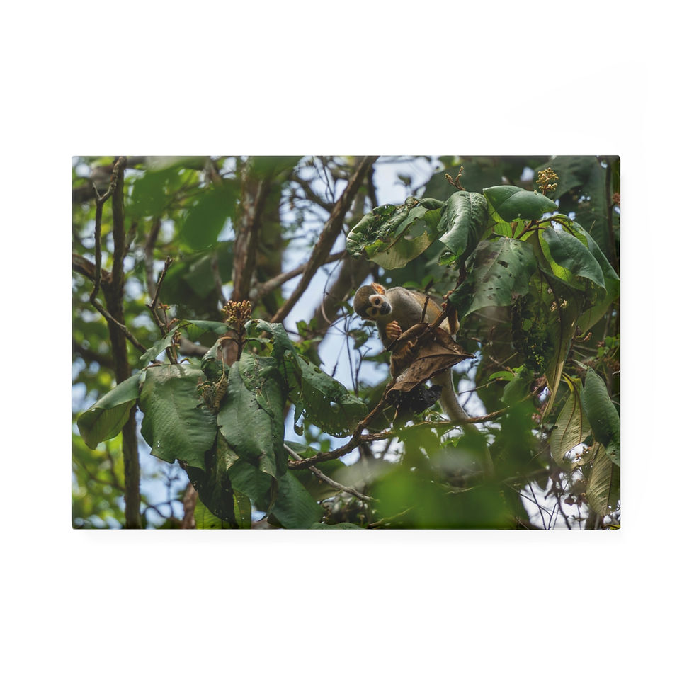Thumbnail: Curious squirrel monkey peeking through dense green jungle leaves.