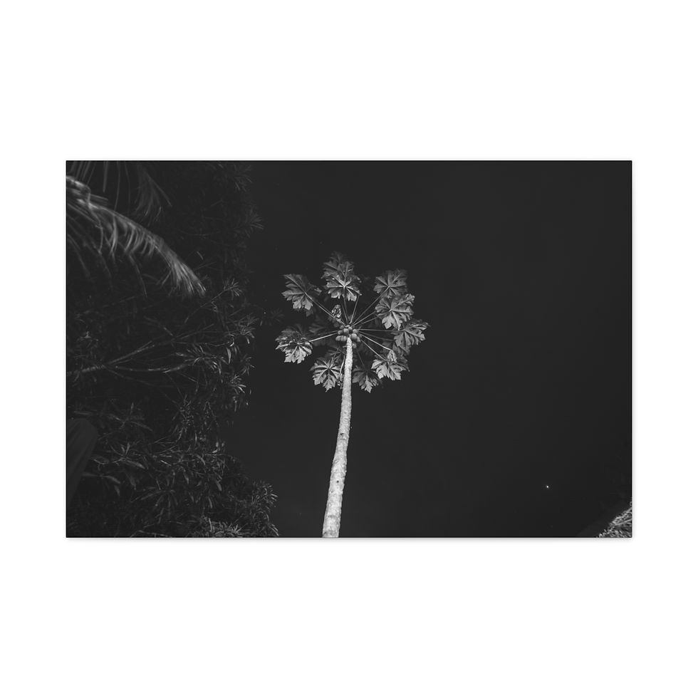 Thumbnail: Tall palm tree against dark night sky, black and white image.