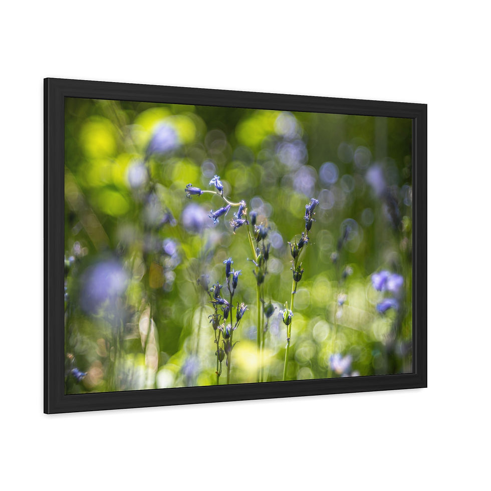 Thumbnail: Bluebells Framed Print | Laughton Woods East Sussex | Woodland Flower Wall Art