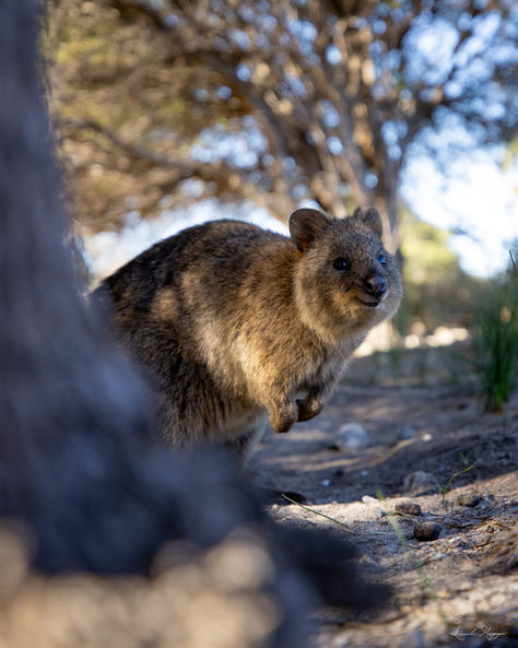 Rottnest Quokka