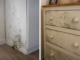 Por que analisar se há mofo nos meus móveis?