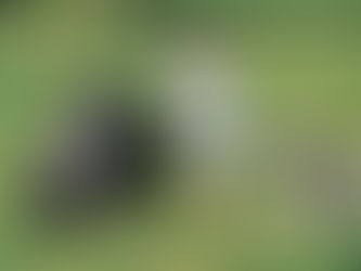 Golftas dragen of trolley?