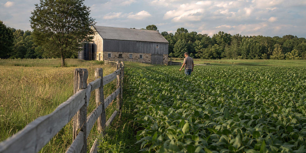 Farmer walking through a crop field beside a wooden fence and barn in Kingston’s Countryside District.