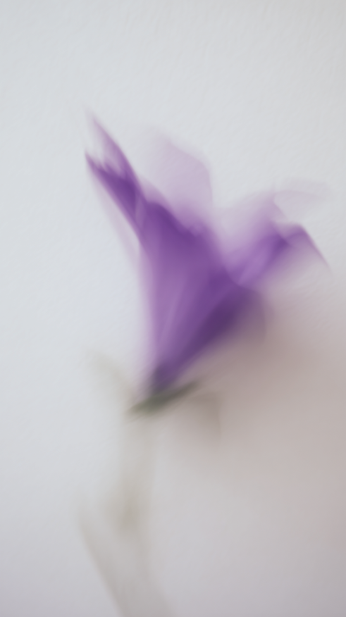 u3668997728_A_purple_flower_captured_in_motion_blur_against_a_2b89f0ec-5657-4fe3-b009-0ae2