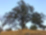 The Golden Cup Oak Tree_edited_edited.jpg