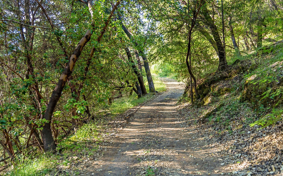 Zion_madroneforest_ (16 of 14)_edited.jpg