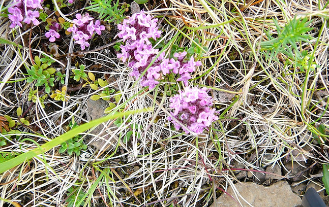 Iceland Beryl Lougher.jpg