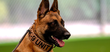 K9 Dog