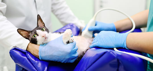 ultrasound2.jpg