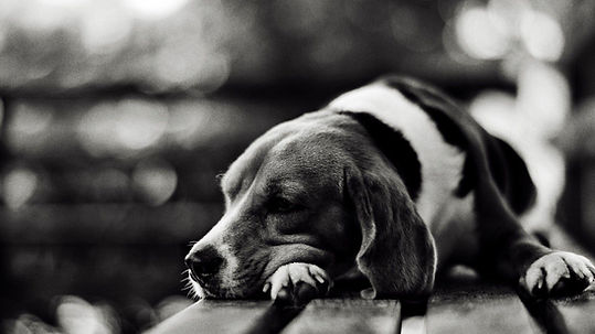 sad dog.jpg