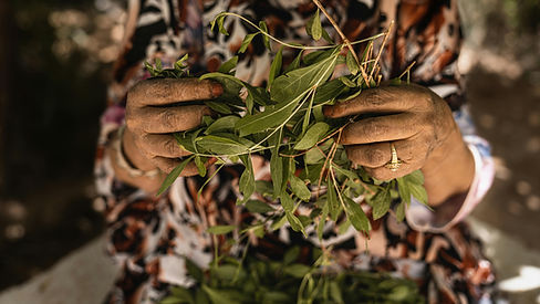 herbs