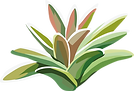 Bush