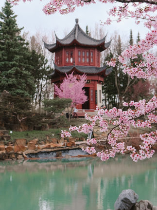 Jardin japonais en fleurs au Jardin botanique de Montréal