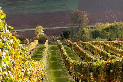 Burgundy cellar visit