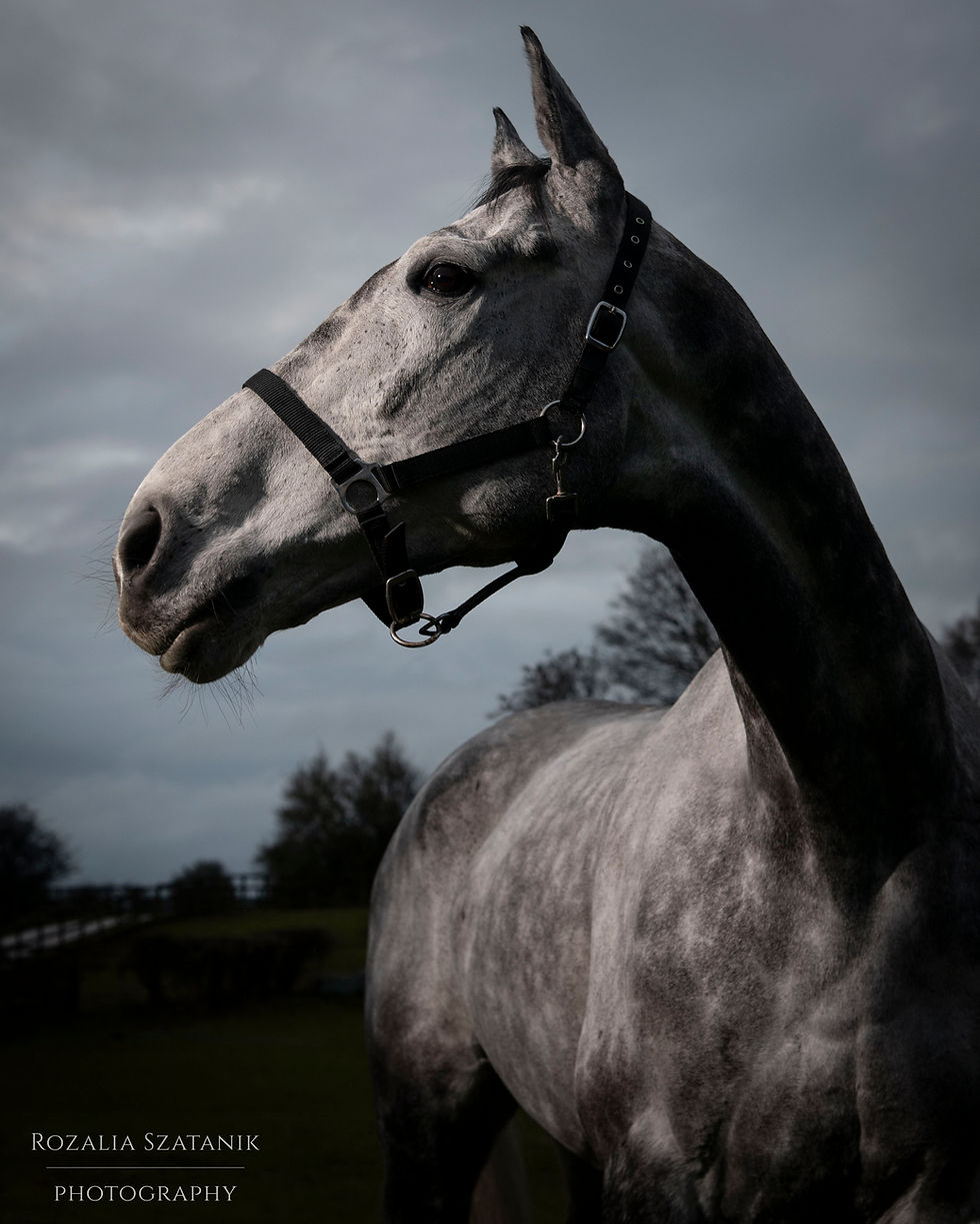 horse portrait - horse photography - equestrian photography