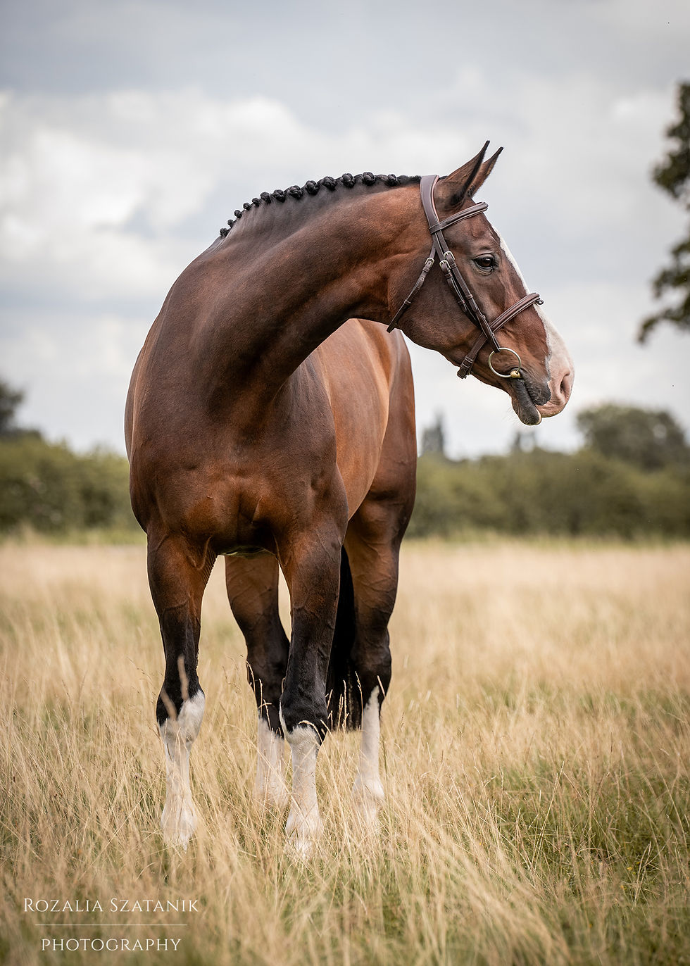 Equine product photography - North Yorkshire